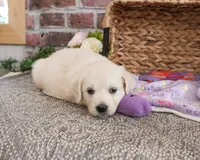 AKC Tallulah, a female English Cream Golden Retriever for sale in Syracuse, IN – 5 of 5