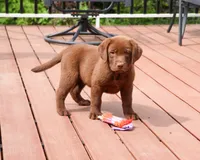 AKC Coco, a female Labrador Retriever for sale in Syracuse, IN – 3 of 10