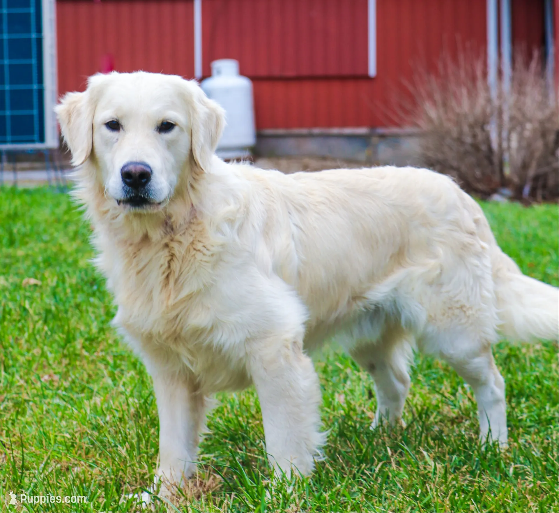 AKC Cecily, a female English Cream Golden Retriever for sale in Syracuse, IN – 8 of 8