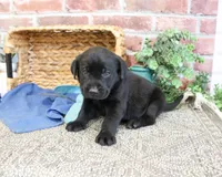 AKC Stanley , a male Labrador Retriever for sale in Syracuse, IN – 4 of 5