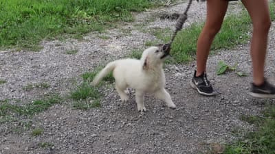 AKC Tallulah, a female English Cream Golden Retriever for sale in Syracuse, IN – 5 of 10