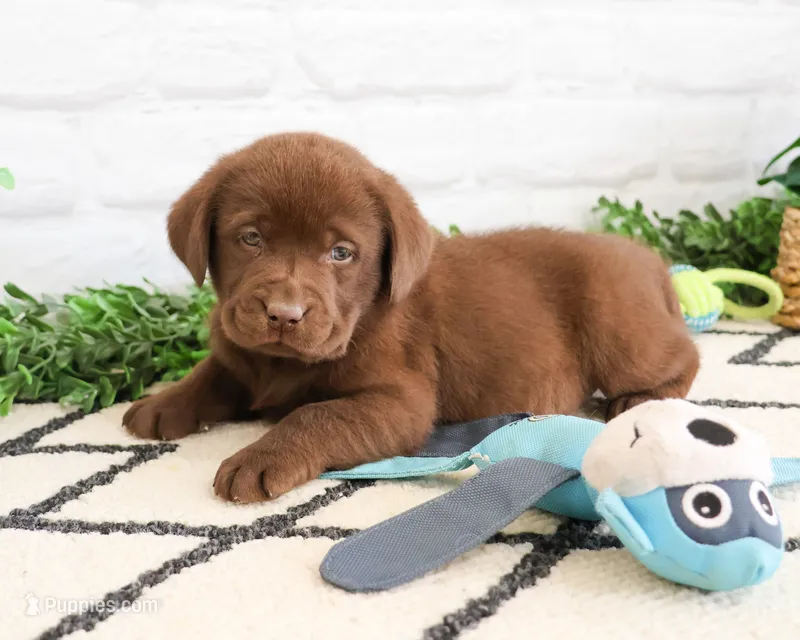 AKC Zazu – Labrador Retriever puppy for sale in Syracuse, IN