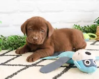 AKC Zazu, a male Labrador Retriever for sale in Syracuse, IN – 1 of 7