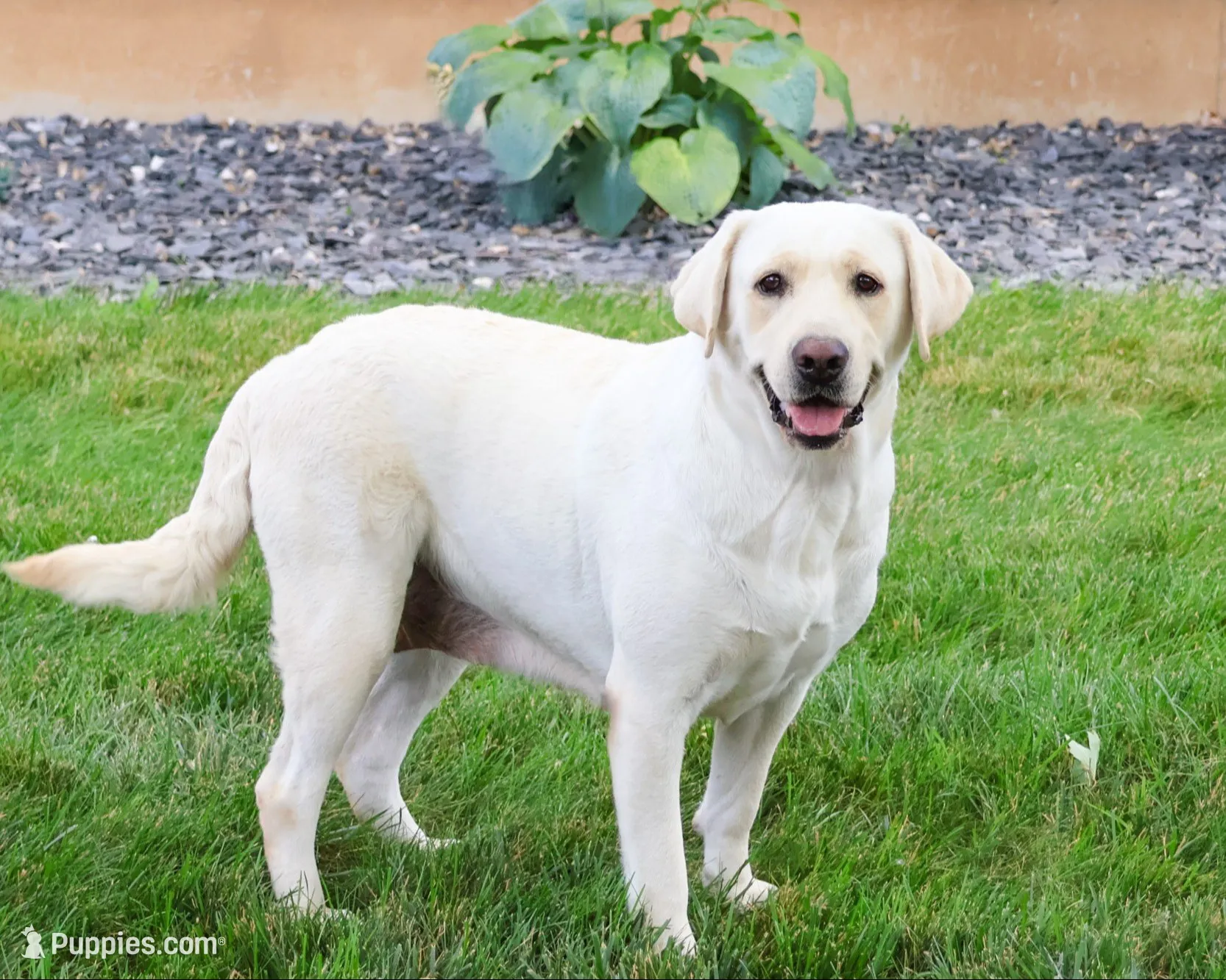 AKC Magneto , a male Labrador Retriever for sale in Syracuse, IN – 6 of 7