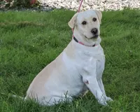 Sparkle, a female Labrador Retriever for sale in Syracuse, IN – 3 of 7