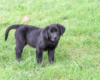 AKC Estelle, a female Labrador Retriever for sale in Syracuse, IN – 5 of 10