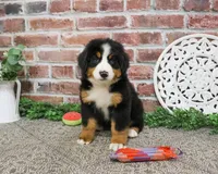 AKC Star, a female Bernese Mountain Dog for sale in Syracuse, IN – 2 of 8