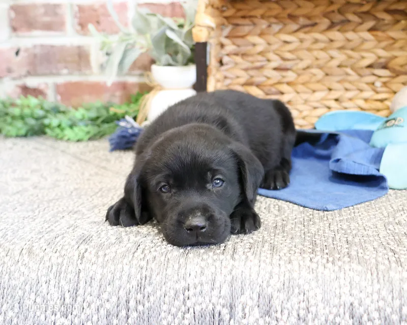 AKC Stanley  – Labrador Retriever puppy for sale in Syracuse, IN