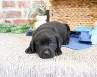 AKC Stanley , a male Labrador Retriever for sale in Syracuse, IN – 1 of 5