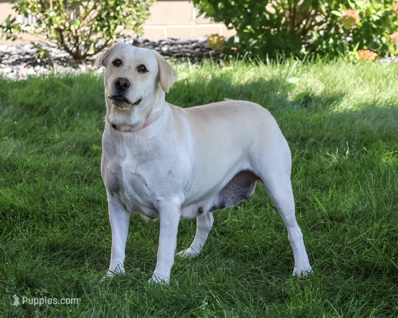 Sparkle – Labrador Retriever puppy for sale in Syracuse, IN