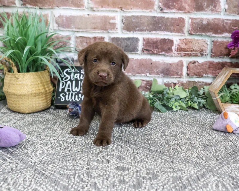AKC Nutella – Labrador Retriever puppy for sale in Syracuse, IN