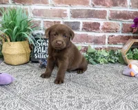 AKC Nutella, a female Labrador Retriever for sale in Syracuse, IN – 1 of 4