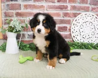AKC Freedom, a male Bernese Mountain Dog for sale in Syracuse, IN – 5 of 6