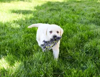 AKC Percival , a male Labrador Retriever for sale in Syracuse, IN – 5 of 7