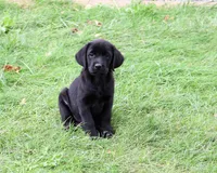 AKC Eloise, a female Labrador Retriever for sale in Syracuse, IN – 4 of 6