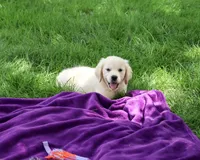AKC Tori, a female English Cream Golden Retriever for sale in Syracuse, IN – 4 of 10