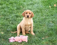 AKC Cristina, a female Labrador Retriever for sale in Syracuse, IN – 6 of 6