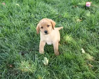 AKC Cassidy, a female Labrador Retriever for sale in Syracuse, IN – 3 of 5