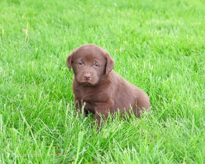 AKC Zoey – Labrador Retriever puppy for sale in Syracuse, IN