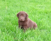 AKC Zoey, a female Labrador Retriever for sale in Syracuse, IN – 1 of 7