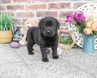 AKC Evangaline, a female Labrador Retriever for sale in Syracuse, IN – 2 of 5