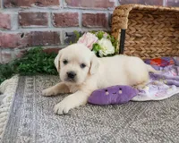 AKC Tori, a female English Cream Golden Retriever for sale in Syracuse, IN – 8 of 8