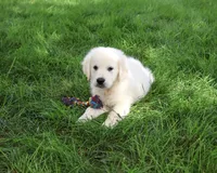 AKC Turbo, a male English Cream Golden Retriever for sale in Syracuse, IN – 3 of 9