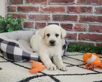 AKC Webber, a male Labrador Retriever for sale in Syracuse, IN – 7 of 9