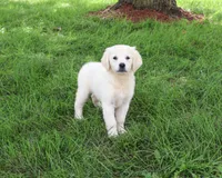 AKC Twinkle, a female English Cream Golden Retriever for sale in Syracuse, IN – 4 of 10