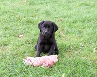 AKC Estelle, a female Labrador Retriever for sale in Syracuse, IN – 3 of 10