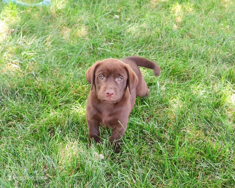 AKC Samuel  – Labrador Retriever puppy for sale in Syracuse, IN