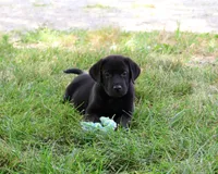 AKC Sebastian , a male Labrador Retriever for sale in Syracuse, IN – 2 of 5