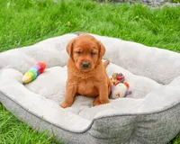 AKC Reign , a female Labrador Retriever for sale in Syracuse, IN – 4 of 7