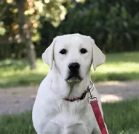 Elsie, a female Labrador Retriever for sale in Syracuse, IN – Photo 2 of 2