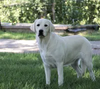 Elsie, a female Labrador Retriever for sale in Syracuse, IN – Photo 1 of 2