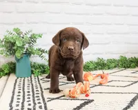 AKC Rafiki , a male Labrador Retriever for sale in Syracuse, IN – 3 of 9