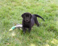 AKC Sebastian , a male Labrador Retriever for sale in Syracuse, IN – 3 of 5