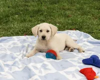 AKC Roger, a male Labrador Retriever for sale in Syracuse, IN – 3 of 5