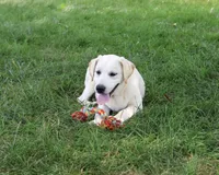 AKC Wanda, a female Labrador Retriever for sale in Syracuse, IN – 4 of 10