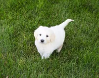 AKC Cedar, a male English Cream Golden Retriever for sale in Syracuse, IN – 3 of 5