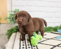 AKC Scar, a male Labrador Retriever for sale in Syracuse, IN – 4 of 6