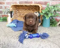 AKC Samuel , a male Labrador Retriever for sale in Syracuse, IN – 6 of 6