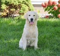 AKC Texas , a male Golden Retriever for sale in Syracuse, IN – Photo 5 of 6