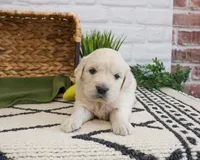 AKC Texas , a male Golden Retriever for sale in Syracuse, IN – Photo 1 of 6