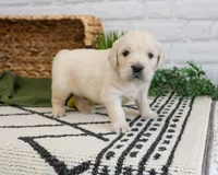 AKC Texas , a male Golden Retriever for sale in Syracuse, IN – Photo 2 of 6