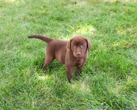 AKC Samuel , a male Labrador Retriever for sale in Syracuse, IN – 2 of 10