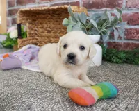 AKC Tori, a female English Cream Golden Retriever for sale in Syracuse, IN – 6 of 8