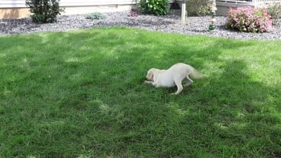 AKC Tinkerbell , a female Labrador Retriever for sale in Syracuse, IN – 4 of 10