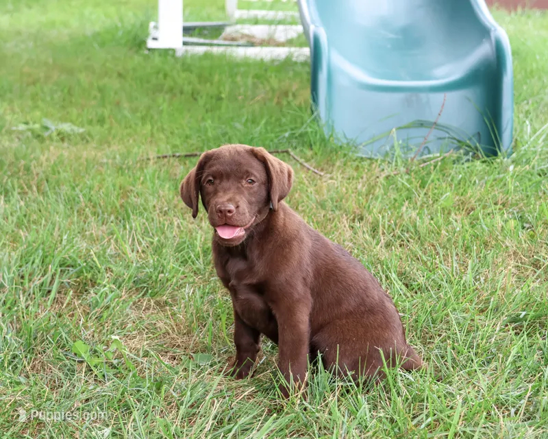 AKC Lillian – Labrador Retriever puppy for sale in Syracuse, IN