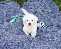 AKC Sycamore, a male English Cream Golden Retriever for sale in Syracuse, IN – 2 of 5
